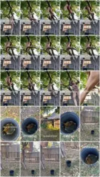Outdoor Scat (PulsiferPaprocki) Hanging Tree Poop [HD 720p] Big Pile, Solo Screenshot 1
