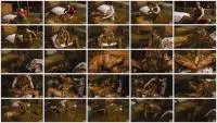 Manurefetish.com (Betty) Farmer Girl Betty's Messy Mistake [HD 720p] Cow, Submerging Screenshot 1