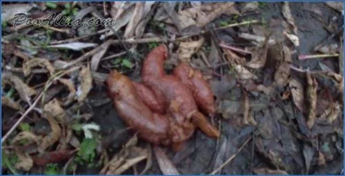 Alina's Extreme Scat Fetish in HD Autumn Forest Scene - related scat video at Scat-Fetish