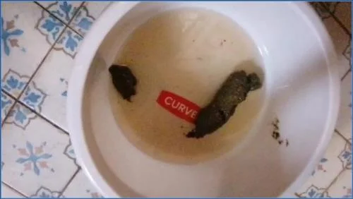 Bitchs meal Scat, Pissing [HD 720p / 2025] 26.51 MB – Scat-Slaves poster