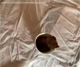BrownSensation8's savage Coffee Cup Kaviar and Puke clip - scat porn video at Scat-Fetish.com