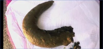 LoveRachelle2 in Dirty Talking and Verbal Humiliation with a Hungry Slave - related scat video at Scat-Fetish